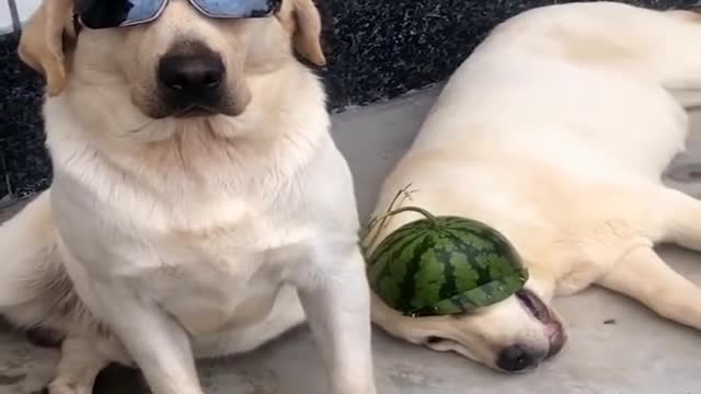 Funniest 🐶 Dogs Awesome Funny Pet Animals Life Videos