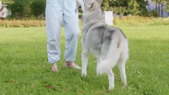 Girl Playing With Cute Husky DOg In Garden.