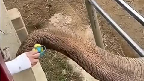 Elephant returns child's shoe with trunk at Chinese zoo