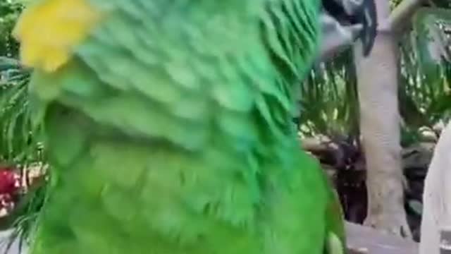 Funny Parrot Talking 🦜