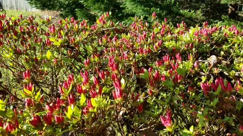 Azaleas about to pop!