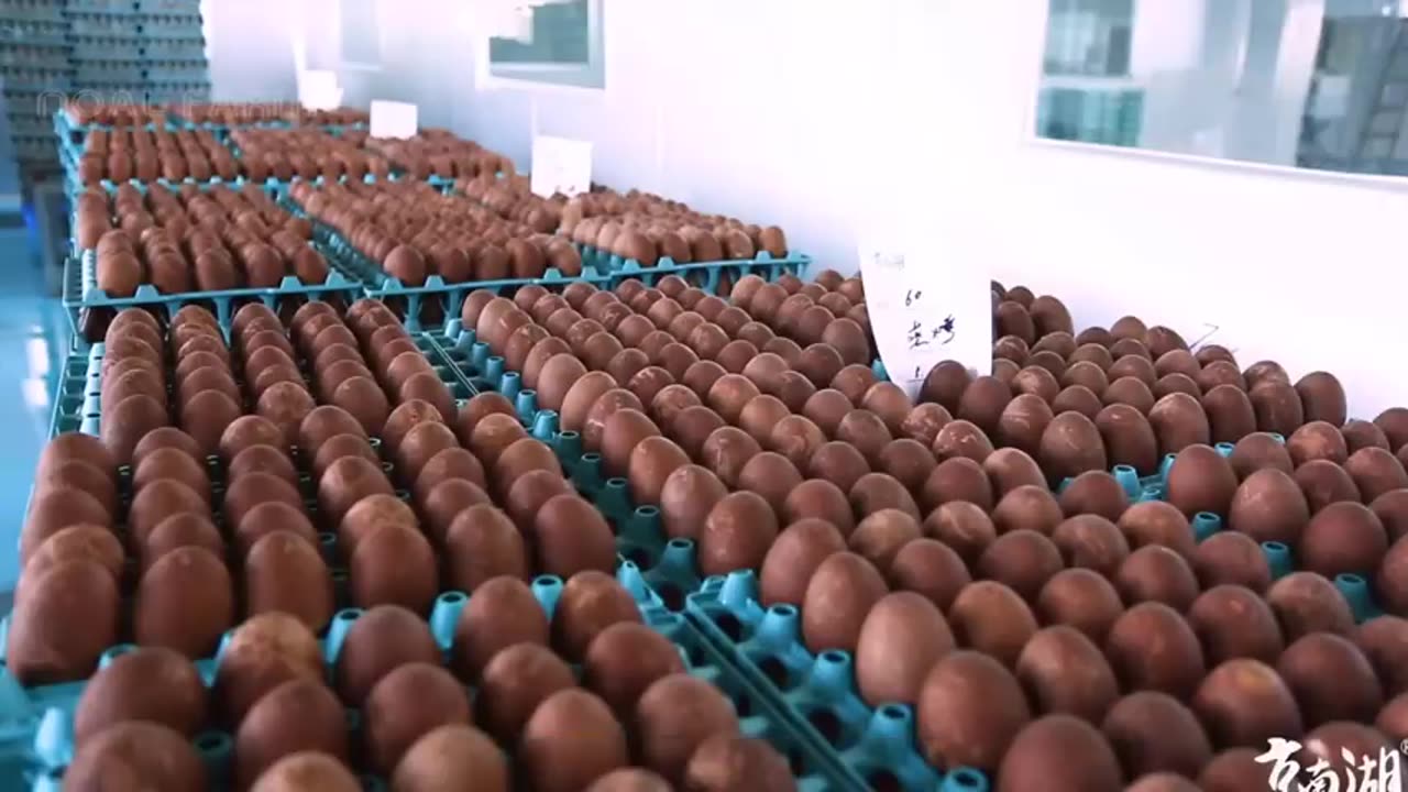 How Millions of Duck Eggs Produce Mud Salted Eggs - Salted Duck Egg Factory - Roast Duck Processing