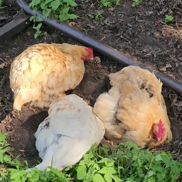 OMC! Dirt bath flock! It's always a fun time in the dirt with friends! #friends #chickens #shorts
