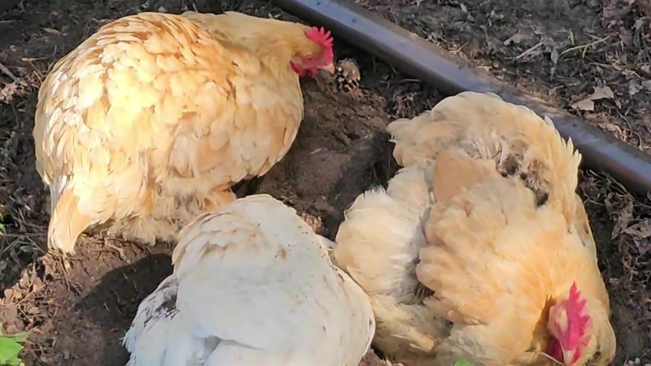 OMC! Dirt bath flock! It's always a fun time in the dirt with friends! #friends #chickens #shorts