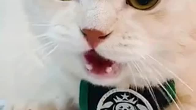 He is so cute 🥰 . See when cats get angry .