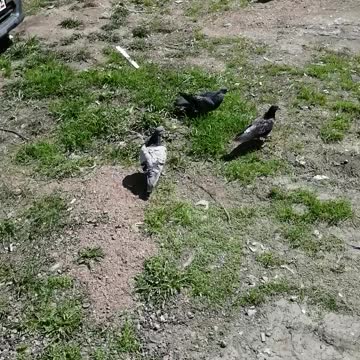 Beautiful pigeons are on the green grass.