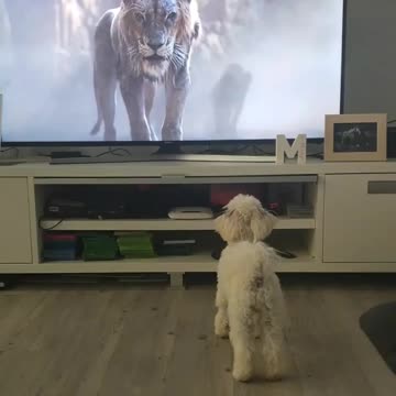 Pets, cats, dogs, and much more.