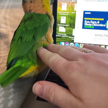 Parrot doesn't let mom work