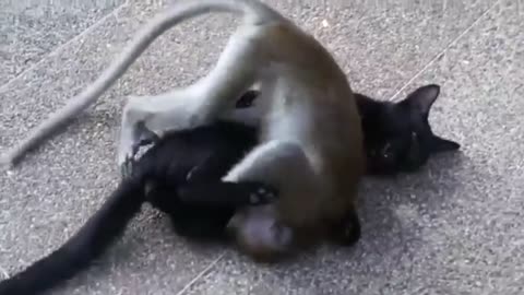 Funny monkey and cat very nice