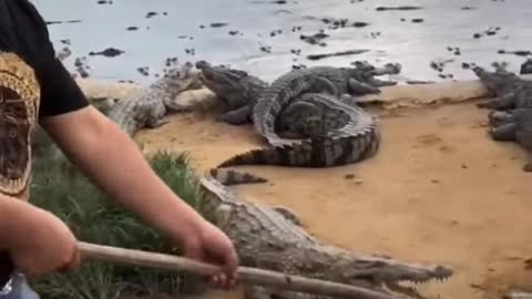 Crocodile hunting