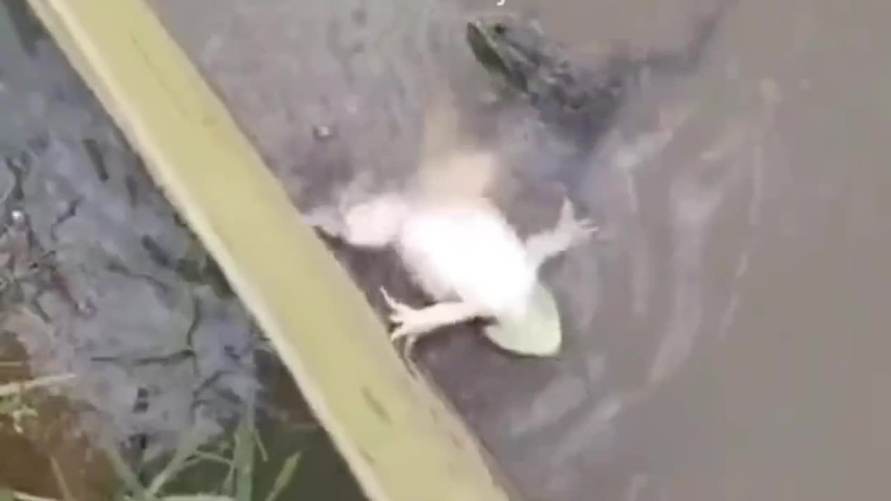 Animal funny moments,😱🤣🤣🤣🤣🤣🤣