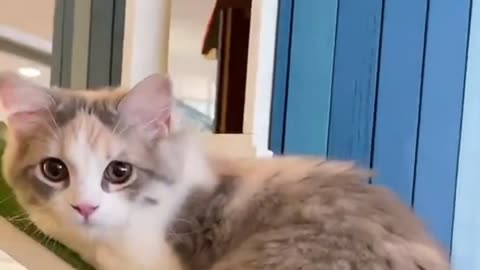 Cute Cats Video