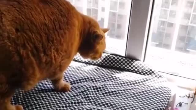 FunnyPetsToday,Funny Cat You Might Never See Before, part78
