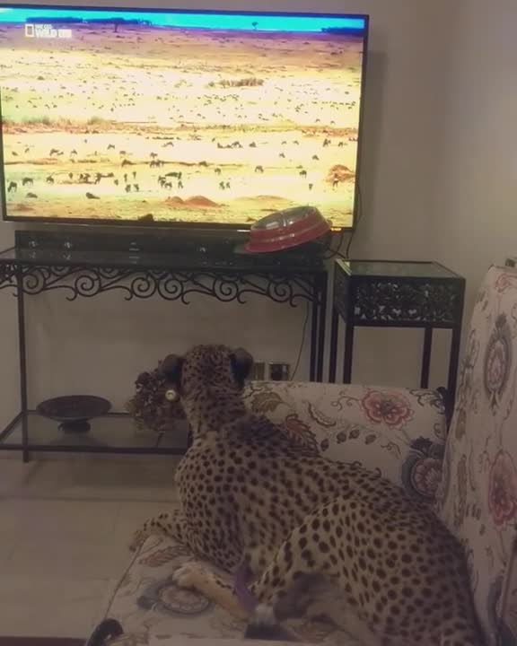 Chita mira un documental de animales salvajes en TV