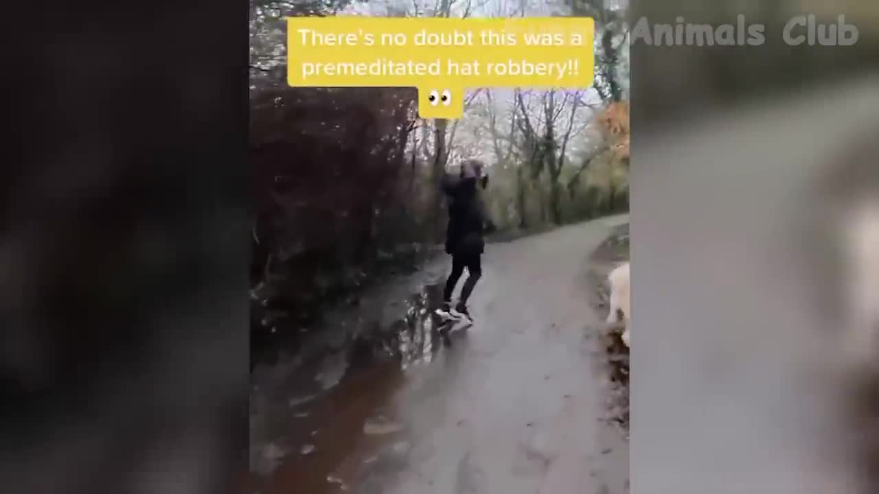 Funniest Animals 🐧 - Best Of The 2022 Funny Animal Videos 😁 - Cutest Animals Ever