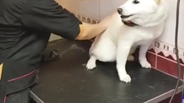 Groomer calms angry dog patiently