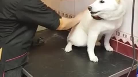 Groomer calms angry dog patiently