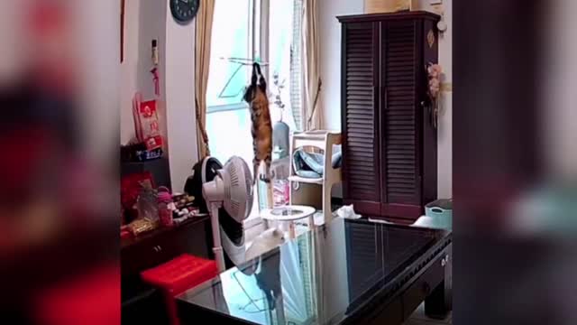 funny animals