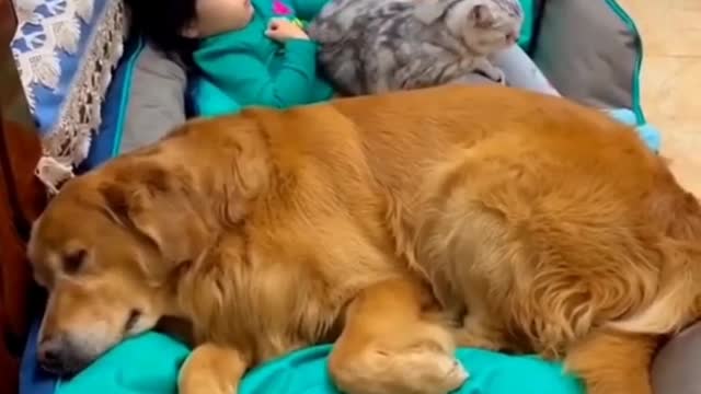 Funny and cute video dog and cat 2021