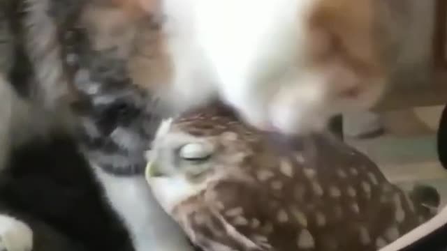 cats and owls Love