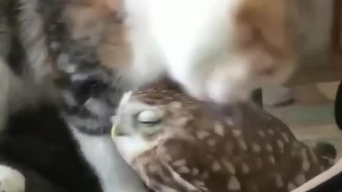 cats and owls Love