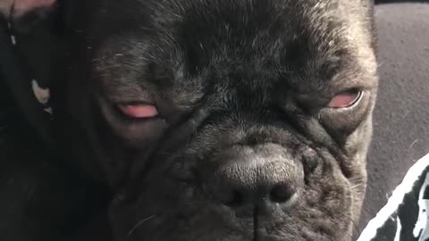Heavily sleeping dog experiences intense dream