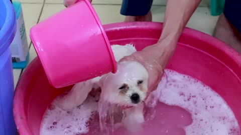 Pomeranian Puppy Bath