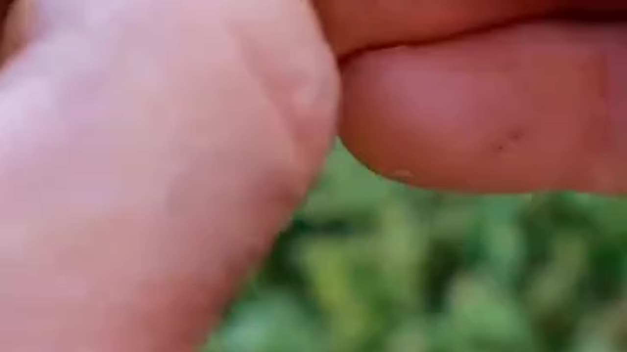 How to remove kashmiri walnuts