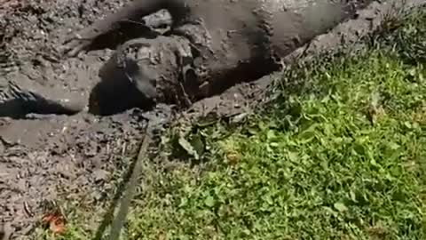 #Pet Vanity 😂 Mud Bath Good for Skin
