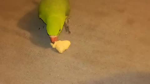 Funy parrot