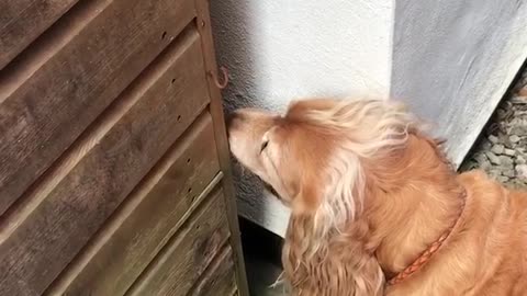 Black and white dog sticks head out of gate to bark at golden dog