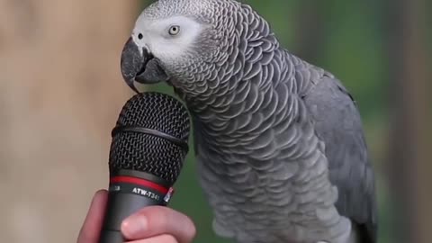 Talking parrot