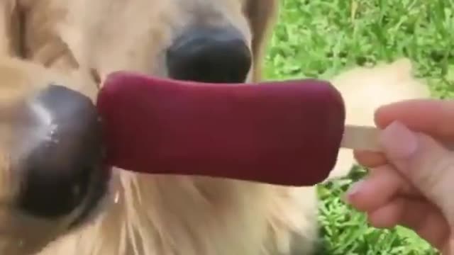 funny golden retriever videos