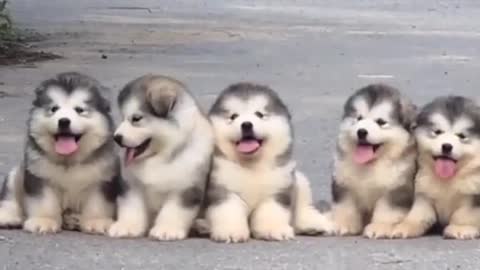 Funny dog kids