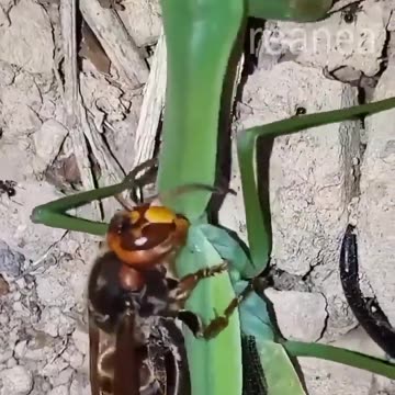 A wasp eating a mantis which is eating a hornet