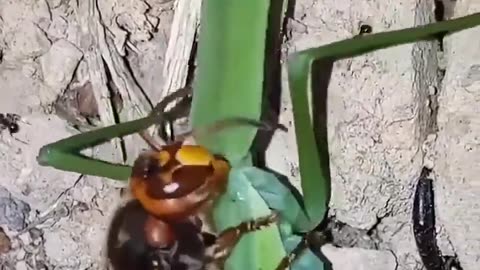 A wasp eating a mantis which is eating a hornet