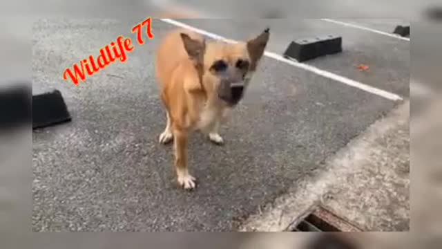 A 3 leg dog: How do you feel to see it?