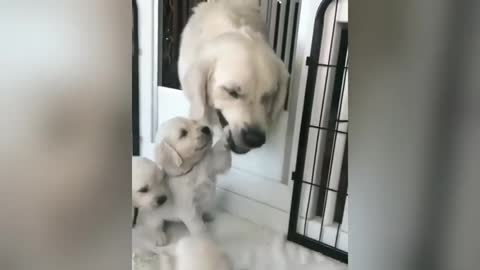 Golden Retriever Puppies play with their Mom for the First Time! ( SO ADORABLE!)