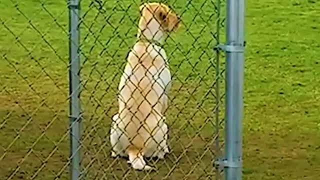 Wait until you see what happens when the last dog's name is called! 😭