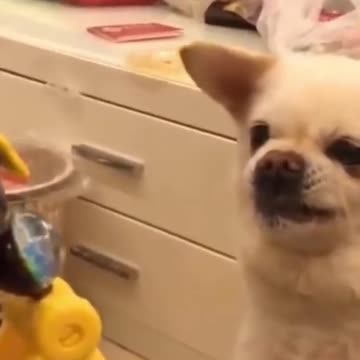 Funny Dog reaction to moving toys gör doğa -Funny Animal Videos #shorts