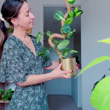 Popping my philodendron brasil on a bendy moss pole - so cute!