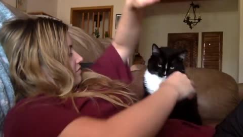 Cat Sweetly Asking Owner To Get Petted