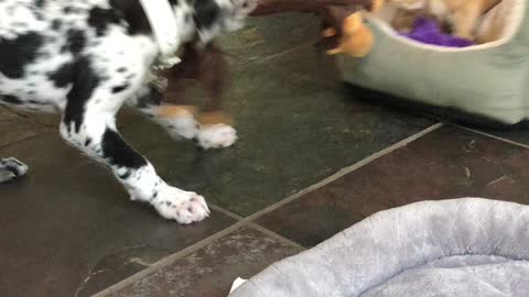 Little puppy big puppy playing