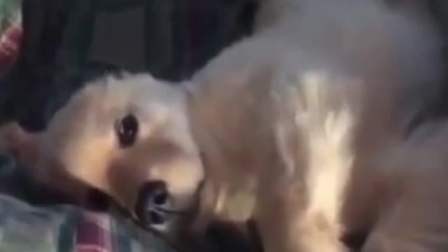 Top funny dog video