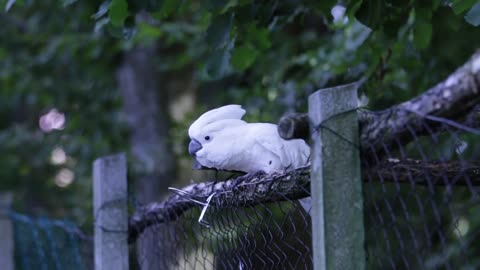 Cute White Parrot Dancing