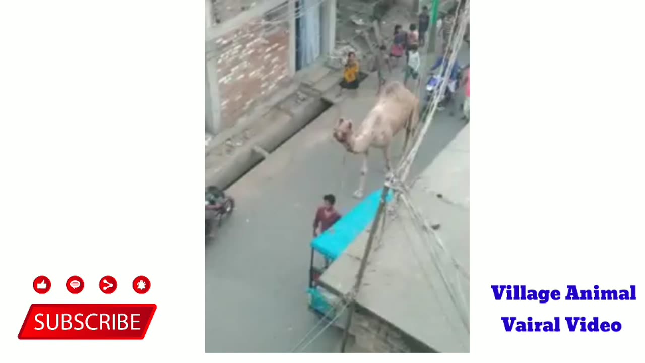 Village Animal Vairal Video