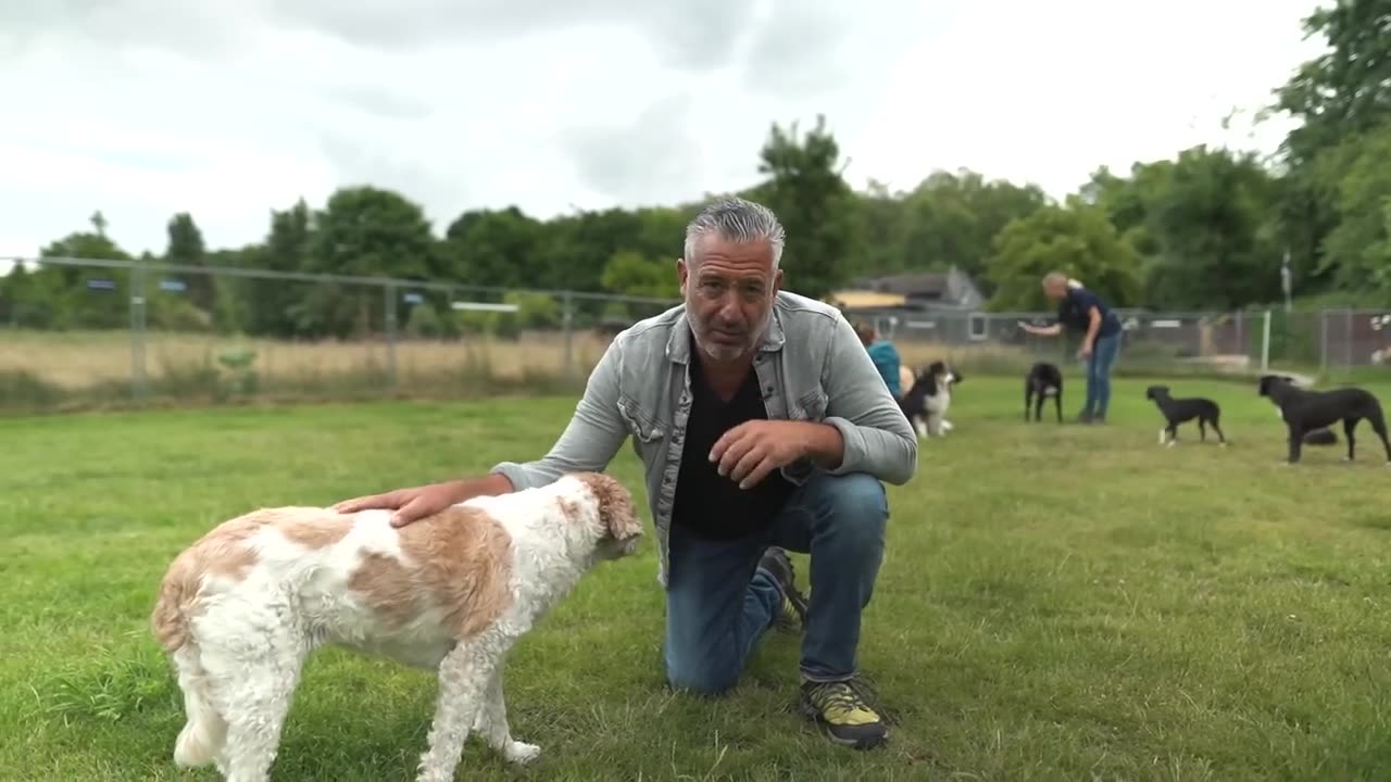 Hunde Training Entspannt alleine bleiben