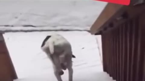 Funny Dog… Try Not To Laugh.