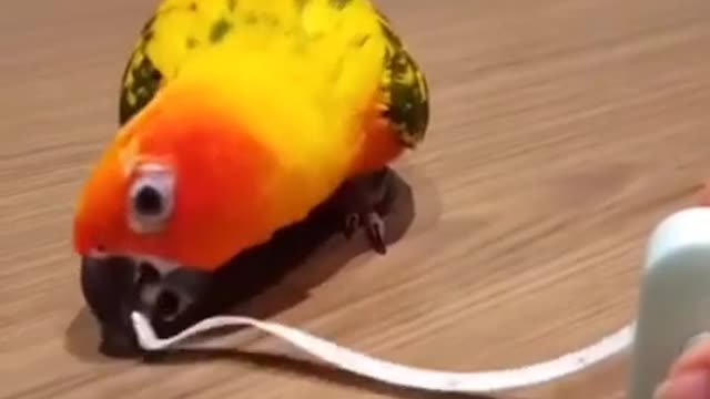 Funny Birds and Parrots Videos Compilation