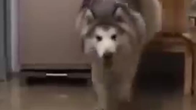 Embarrased Dog Acts Like Nothing Wrong - Priceless